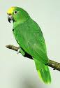 Parrot 18