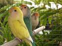 Parrot 7