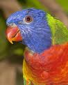 Parrot 3