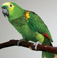 Parrot 9