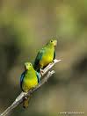 Parrot 20