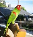 Parrot 2