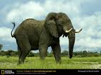Elephants 12