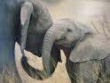 Elephants 5