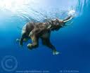 Elephants 17