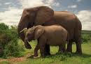 Elephants 11