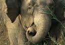 Elephants 7
