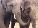 Elephants 13