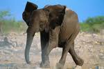 Elephants 19