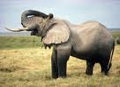 Elephants 18