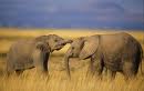 Elephants 6