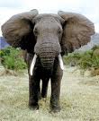 Elephants 9