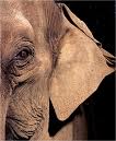 Elephants 16