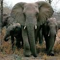 Elephants 4