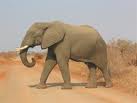 Elephants 3