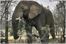 Elephants 14
