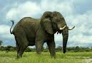 Elephants 8