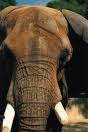 Elephants 15