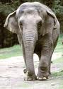 Elephants 2