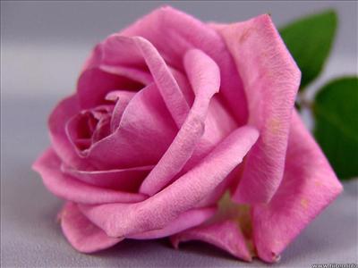 PINK (Thank u)
