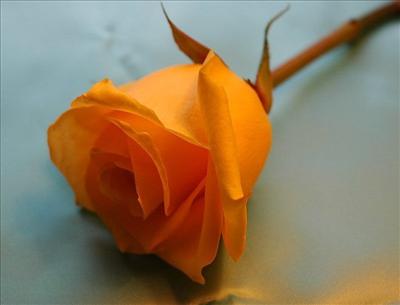 ORANGE (wanna knw u)