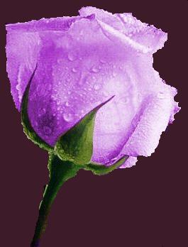 LAVENDER (Love @ 1st sight))