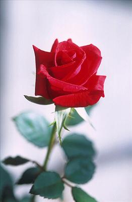 RED (Love)