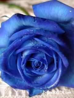 blue rose