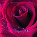 rose