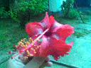 ful