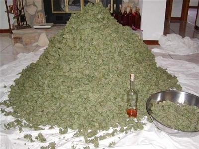 WEED