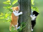kedi