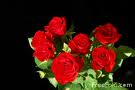 Red Roses