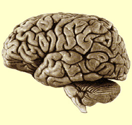 un cerveau