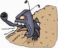 Ant