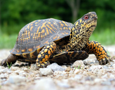 Male Box Turtle