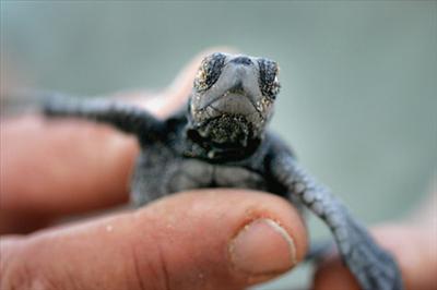 Loggerhead