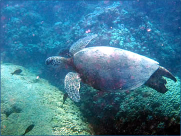 Sea Turtle