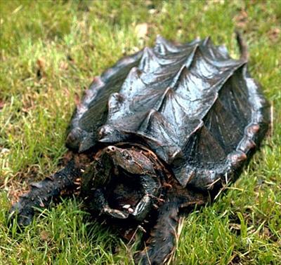 Snapping Turtle