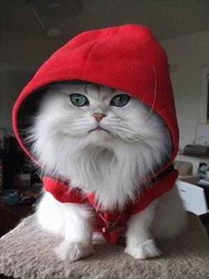 Pet(Cat)