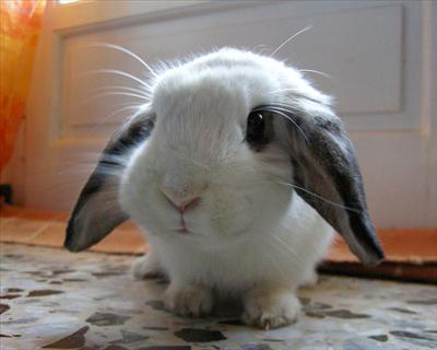 Bunny