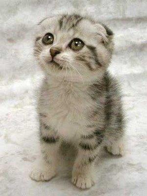 Kitten