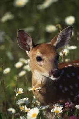 Deer