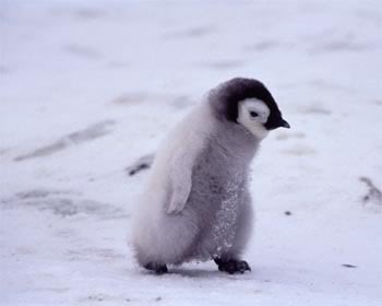 Penguin