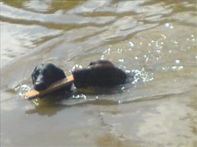 zlý