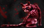 Sylie's Cat