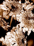 Bouquet of Dead Flowers