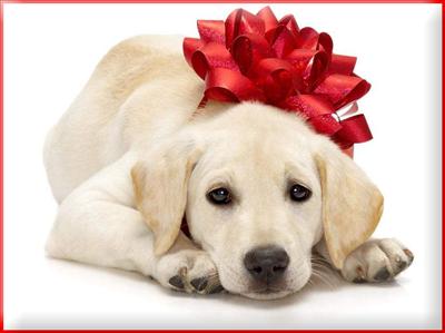 chiot 2