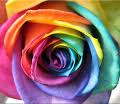 Happy rainbow rose
