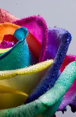 A closed up rainbow rose